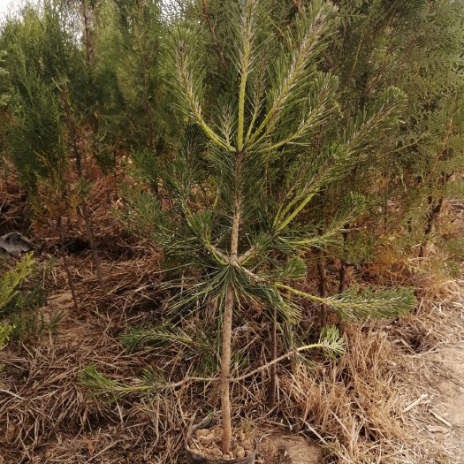 莒南县大量供应黑松侧柏苗价格低，质量保证，欢迎订购