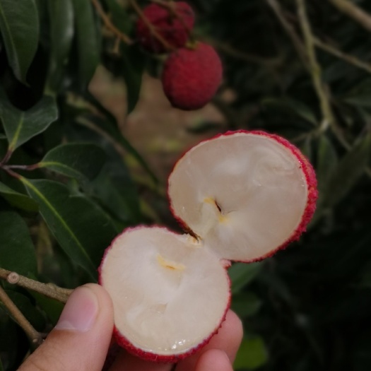 灵山县无核荔枝 广西灵山县无核荔