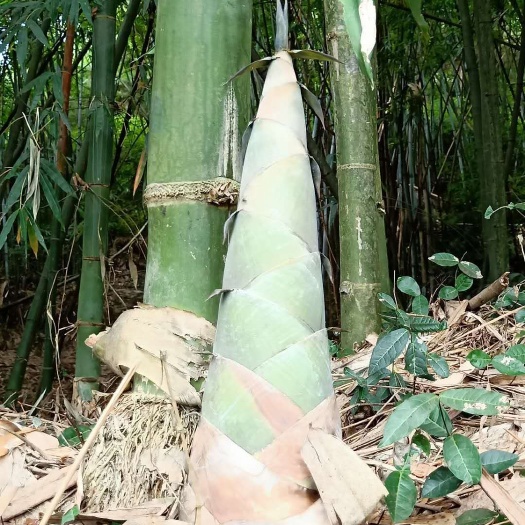 南宁野生竹笋 甜笋是我产地之乡有需要的联系我