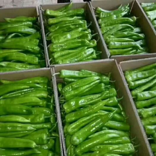 定边县牛角椒 农副产品上市