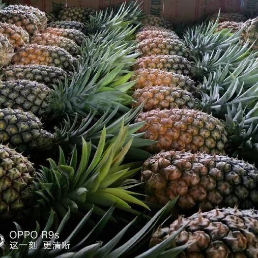 瑞丽市菠萝罐头 1个月