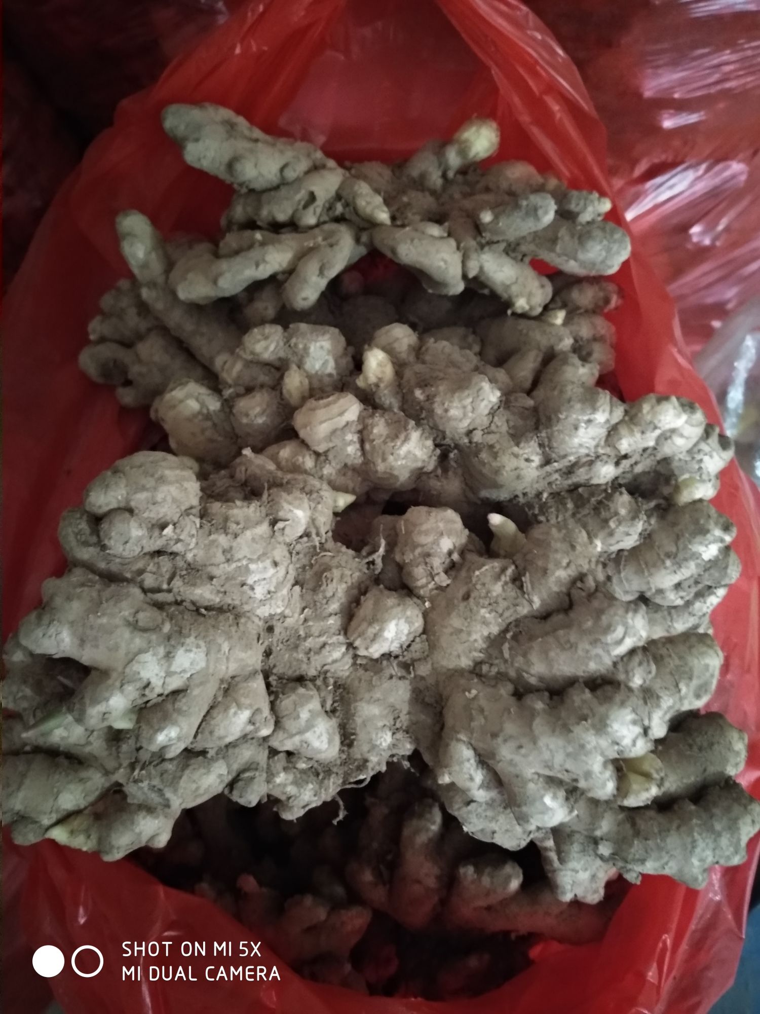  小黄姜，块大色好，