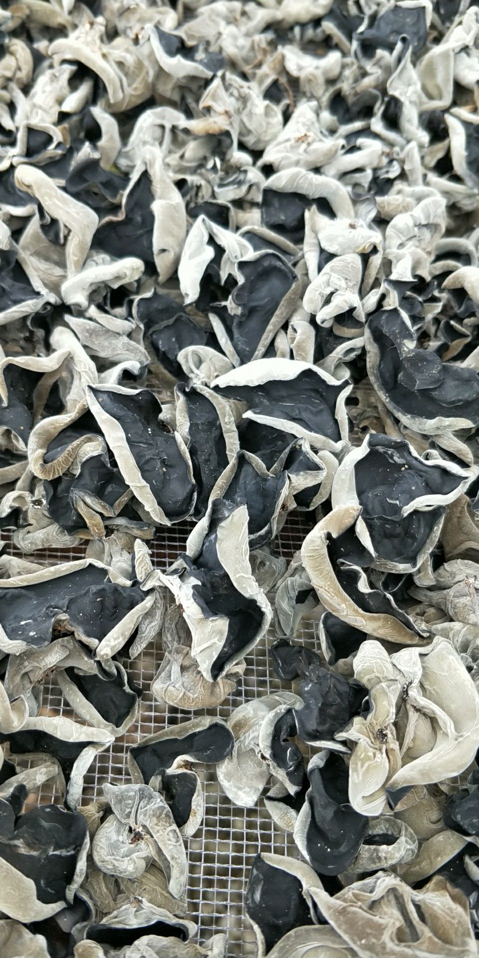 [黑木耳批发]黑木耳 干木耳 1:11 一级价格50元/斤 - 惠农网