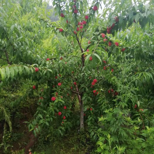 成都突围桃 中熟水蜜桃五月脆霞脆