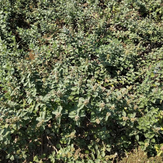 太湖县蔓荆子苗 蔓荆子大苗（单叶正品）