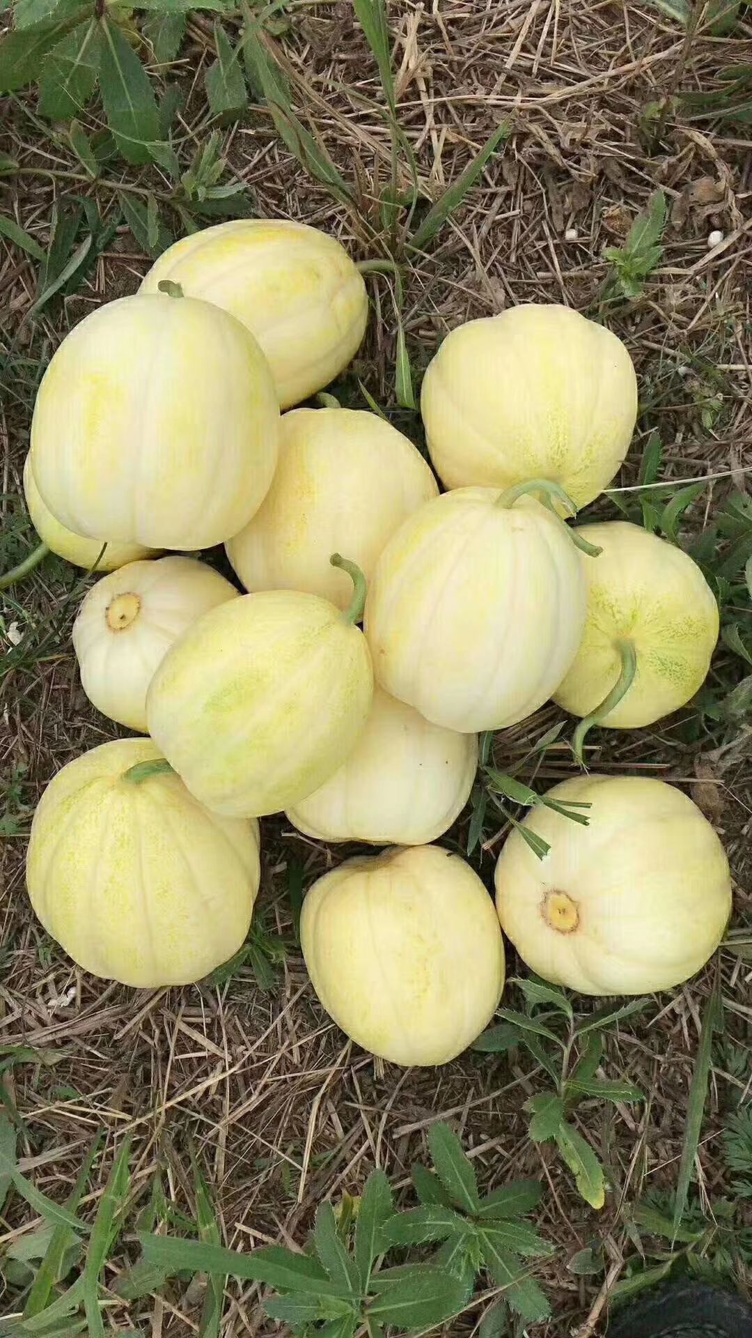  甜瓜大量上市需要的老板们联系