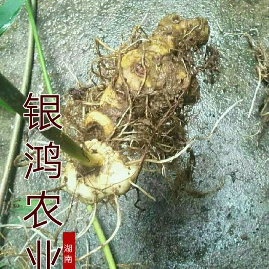安化县黄精种苗 顺风包邮黄精苗子