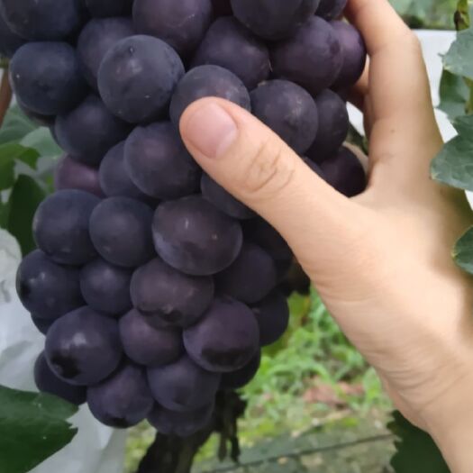 峨眉山市巨峰葡萄 1.5- 2斤 5%以下 1次果