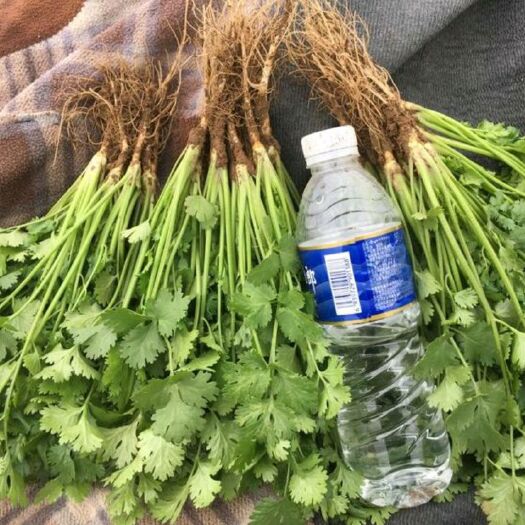 公主岭市吉林大叶香菜产地供货