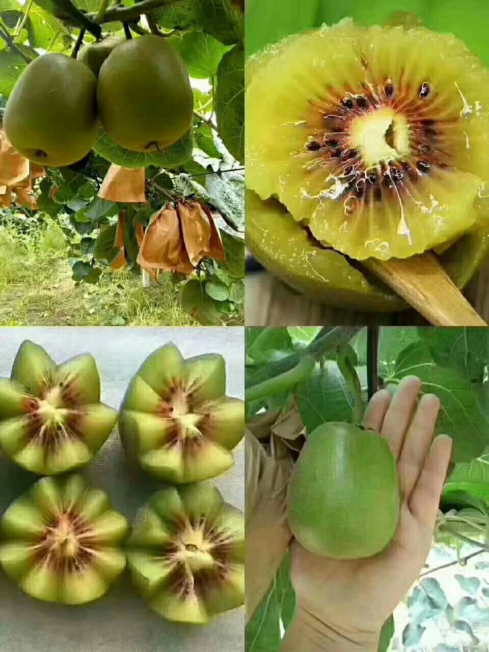 红心猕猴桃 红心猕猴一件代发支持代办