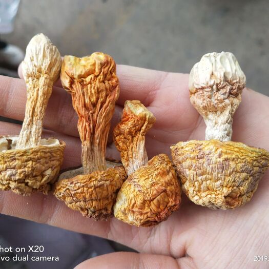 昆明 姬松茸原产巴西秘鲁，又叫巴西蘑菇。