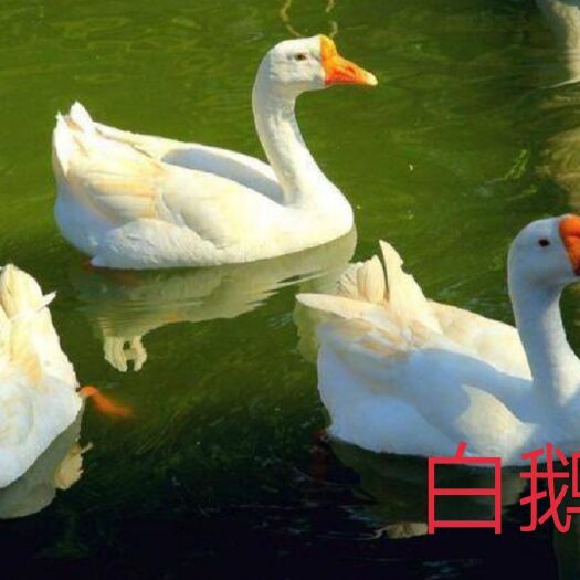 南宁 白鹅苗