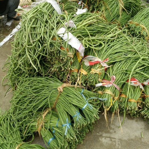城固县长豇豆 大量上市批发