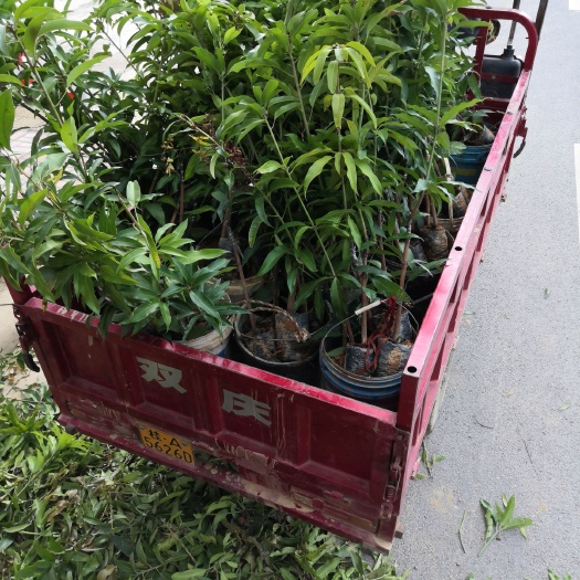 百色 优质芒果苗出售。品种分别有：植生苗、桂七、金煌、台农等等。