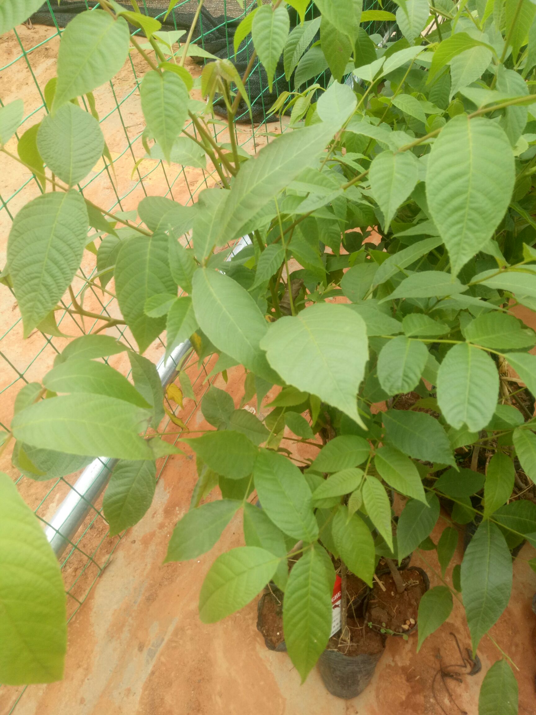 山核桃苗 果树苗，核桃树苗，实生苗