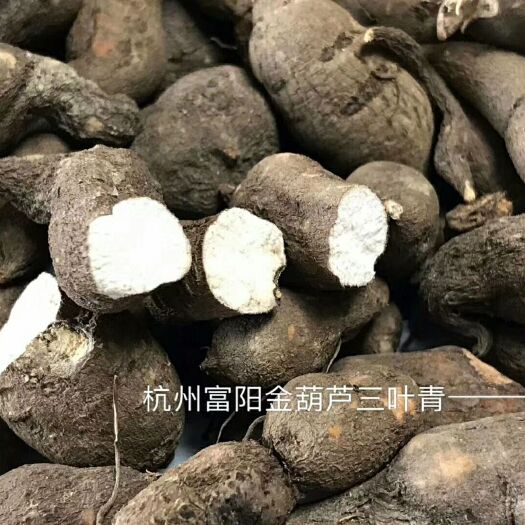 杭州 浙江三叶青干货具有清热去毒   提高体质   提高白细胞数