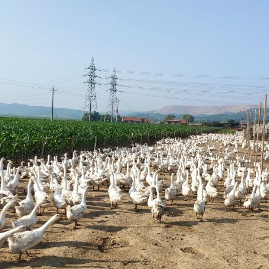辽阳大三花鹅 6-8斤 统货 半圈养半散养