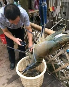 佛山 大头虾苗  罗氏沼虾苗  只育供第一代苗 
全国包邮/包活