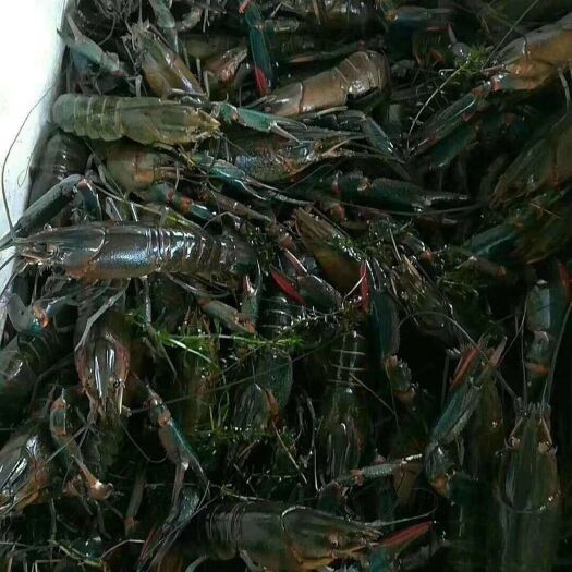 广州澳洲淡水龙虾苗 虾苗 澳龙苗 小龙虾苗 澳洲龙虾苗 鱼