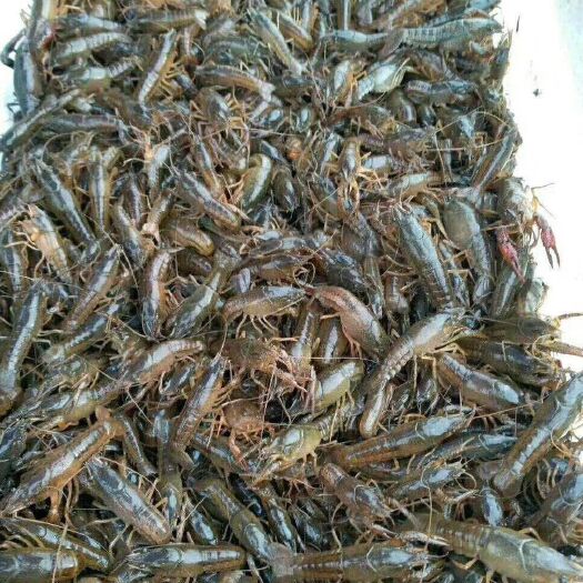 南县小龙虾苗 塘口第一批2季青头苗