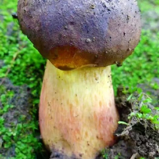 腾冲市 云南野生牛肝菌