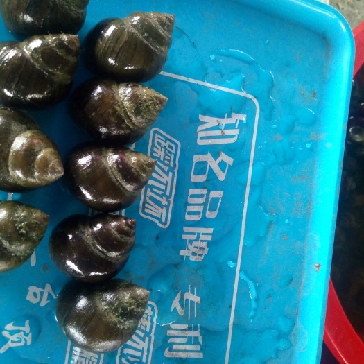 桂林 大量厚壳田螺批发！价格优惠…