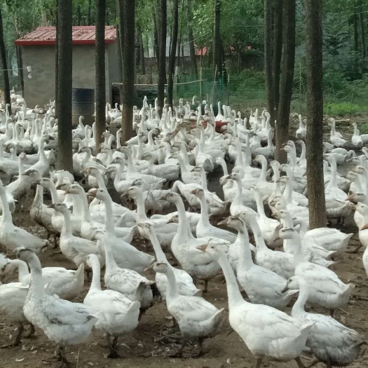 上蔡县肉鹅 8-10斤 统货 半圈养半散养