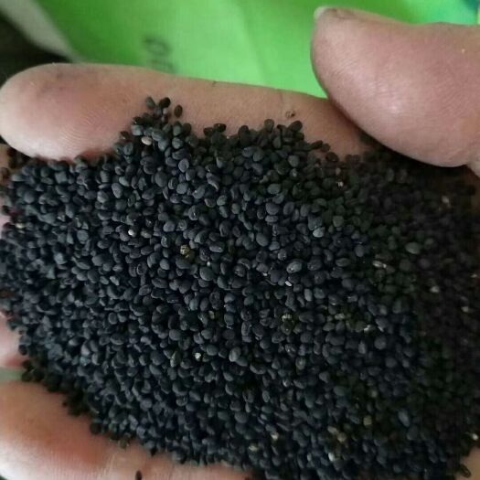 陇西县黄芩种子  纯新种子，发芽率95%以上，过风车过筛子