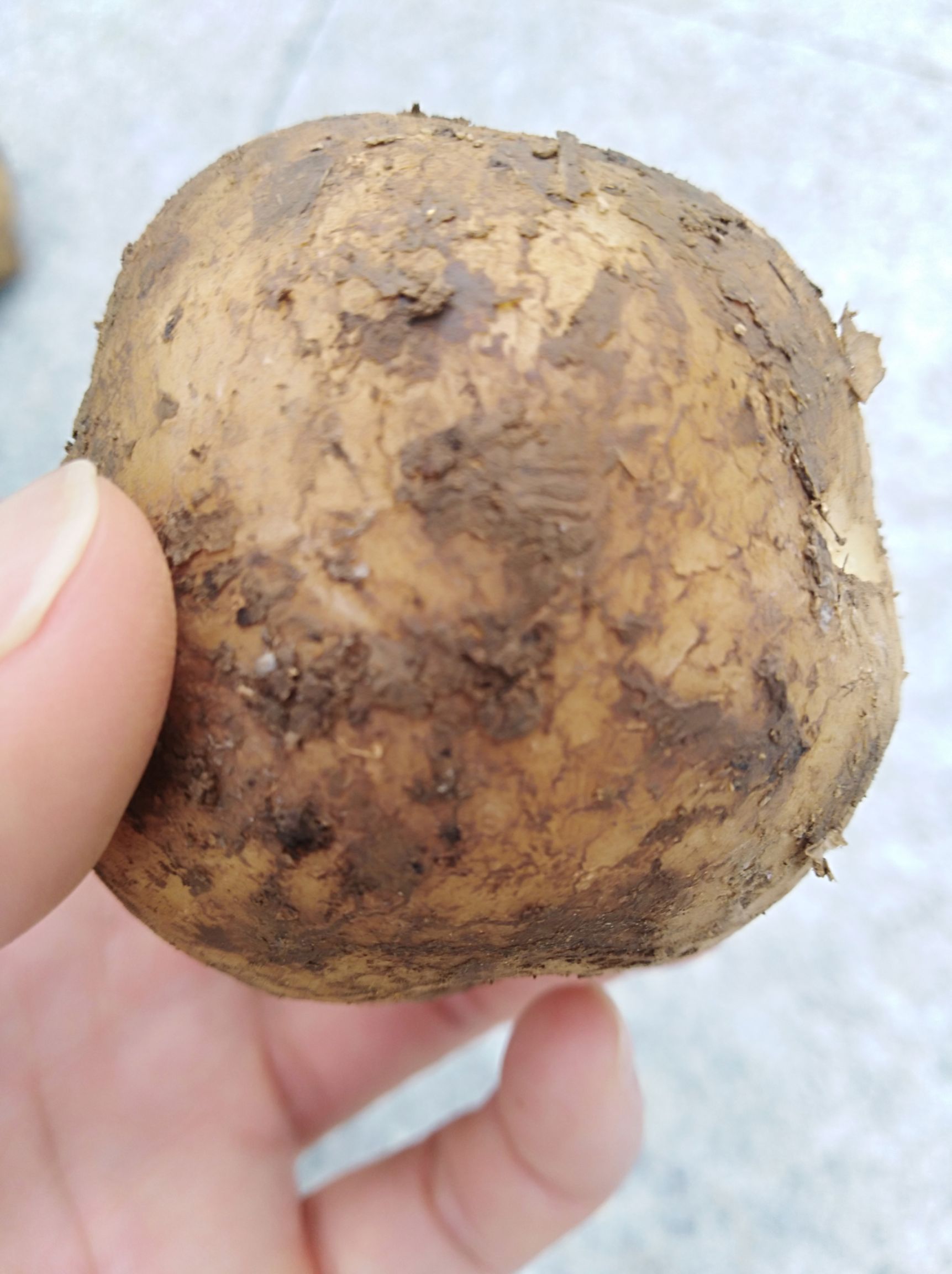  正宗恩施马尔科富硒小土豆，口感粉甜，软糯，回味无穷。