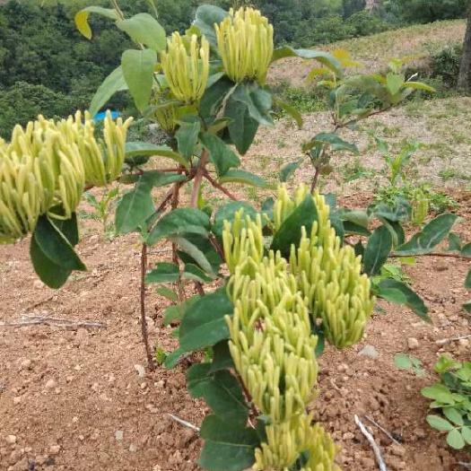 旬阳市山银花 天然树形金银花，湖南品种，人工烘干炉烘干，无杂质