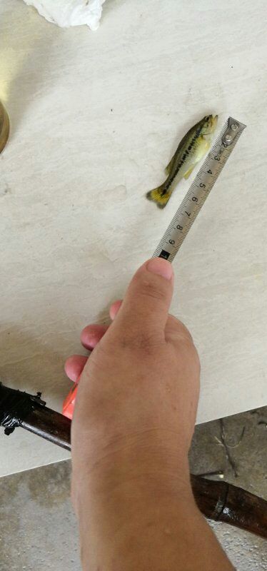 惠安县加州鲈鱼苗最后一批，有需要的联系我。