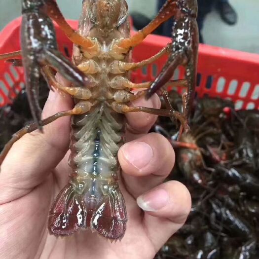 云梦县青壳小龙虾 4-6钱 湖虾