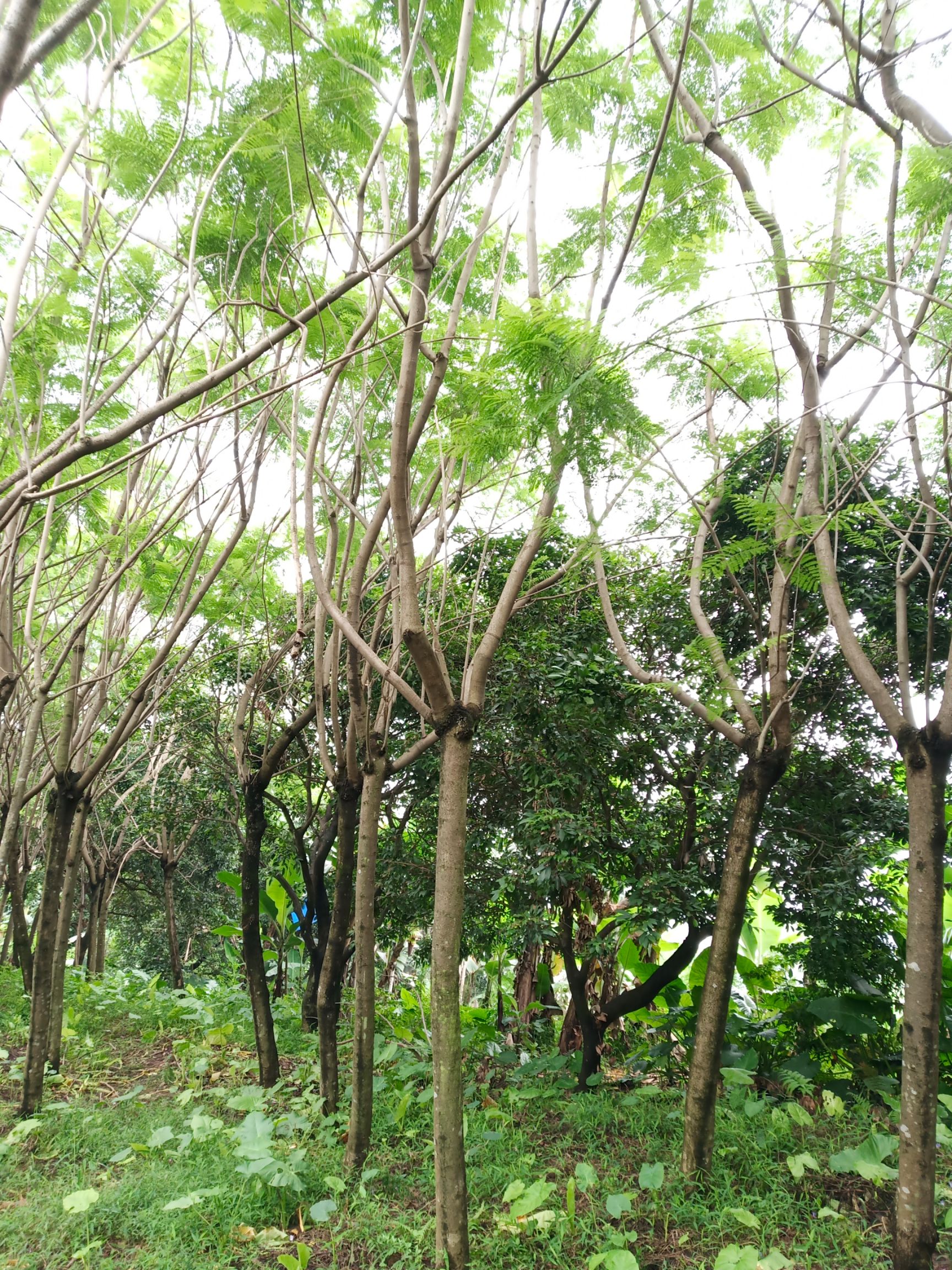 蓝花楹地苗，8-20公分，质优价廉