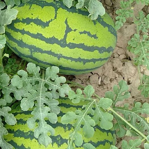 石河子市安农二号西瓜 5斤打底 8成熟 1茬 有籽