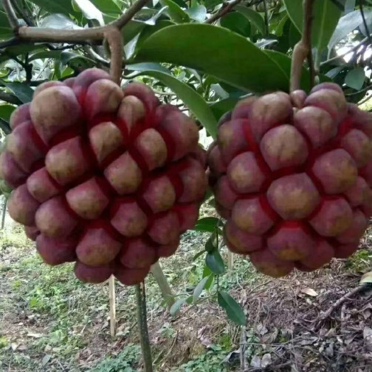 灵山县粉红黑老虎苗  粉红一号 黑老虎 布福娜南北方可种植