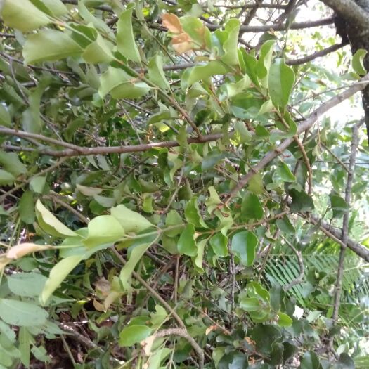 漆樹(shù)寄生 柒木寄生 漆木寄生 癢漆樹(shù)寄生 木蠟樹(shù)寄生