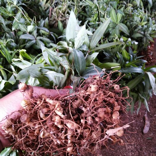 思茅黄精种苗 滇黄精 块