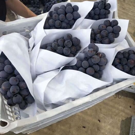 邯郸夏黑葡萄 高品质夏黑大量上市