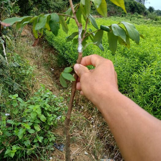 灵山县四季龙眼苗 四季龙眼，一年四季开花结果