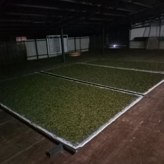 双江县 出售香甜型普洱！可定制发样。