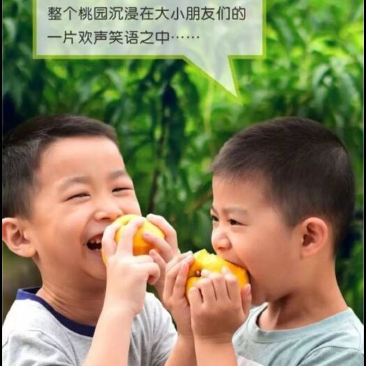 炎陵县 炎陵黄桃，产地直供，对接平台