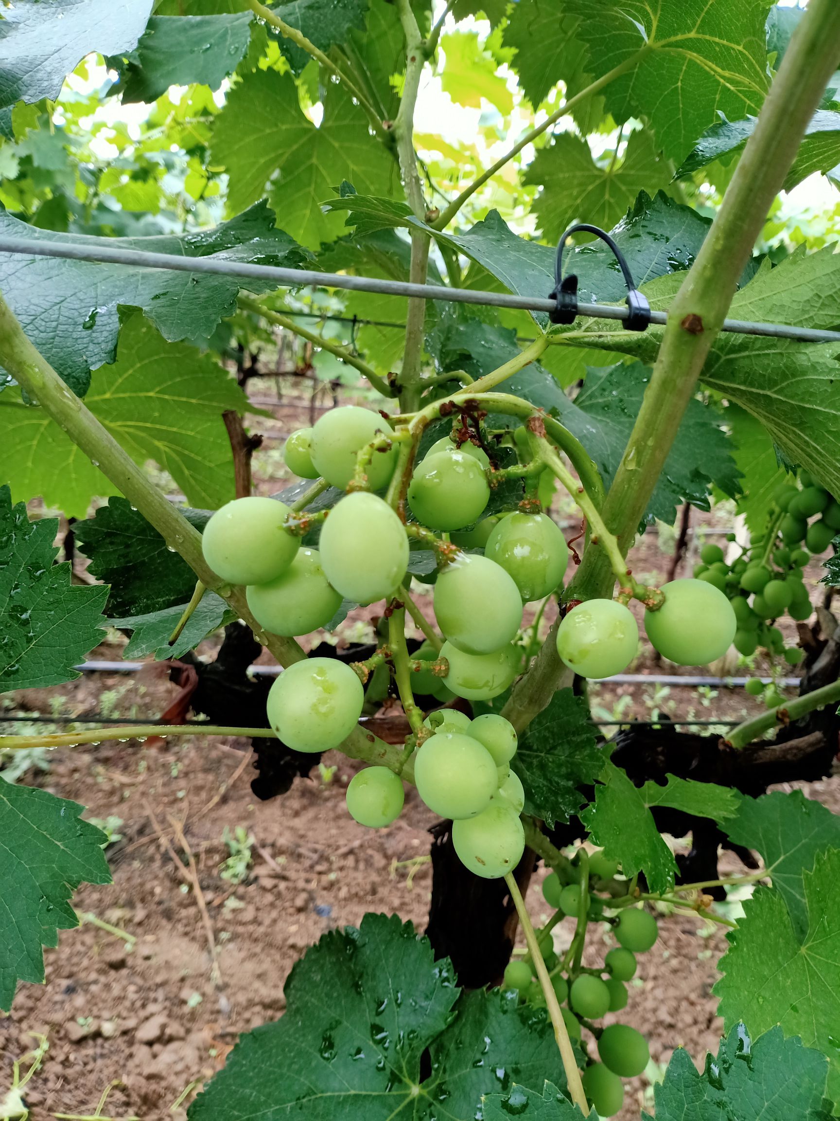 户太八号  有机葡萄超有机葡萄健康葡萄中药种植