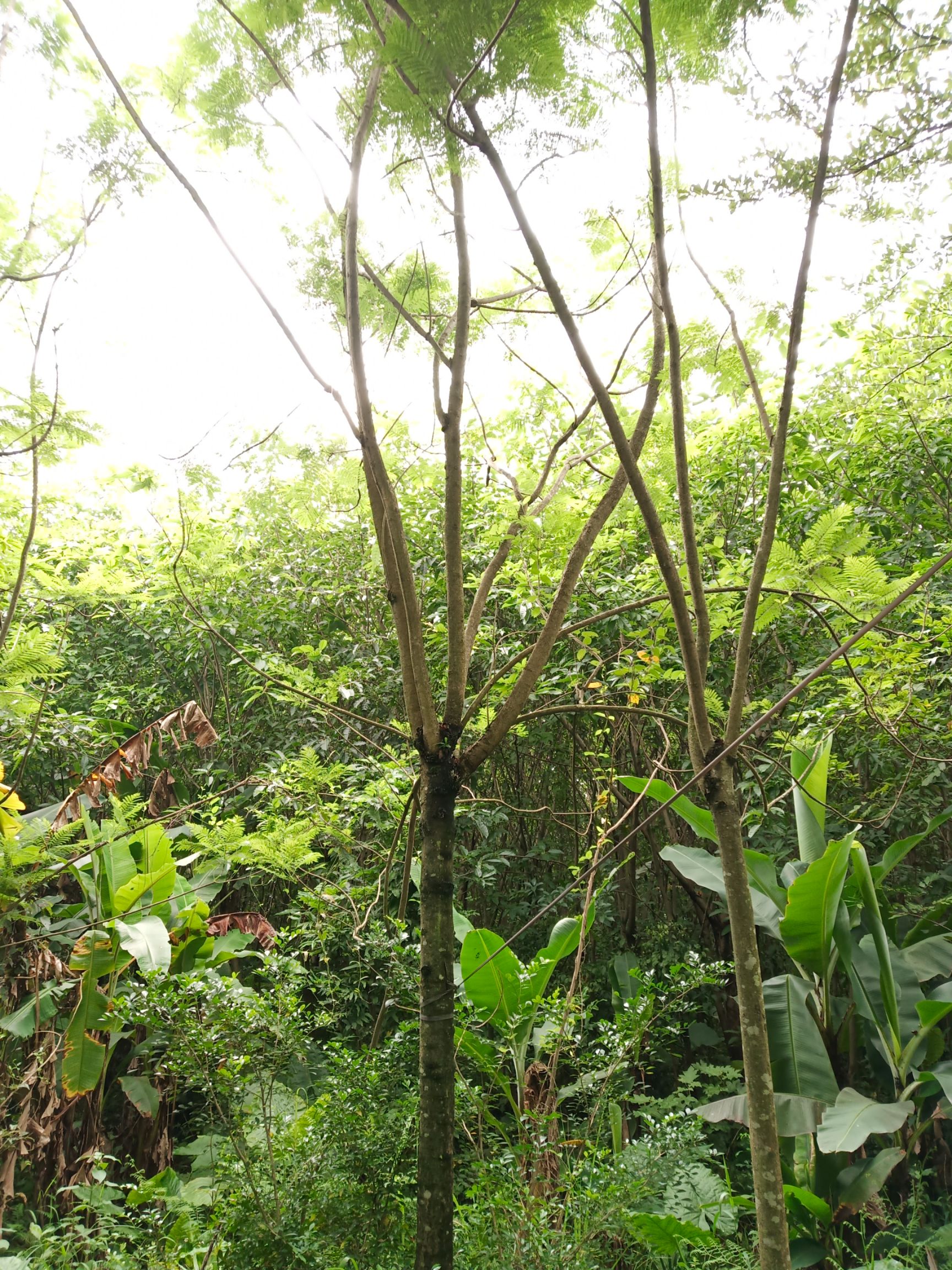 蓝花楹地苗，8-20公分，质优价廉