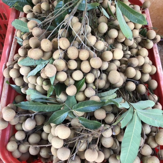海口 自家龙眼储良。清甜多汁，好吃不上火。😋