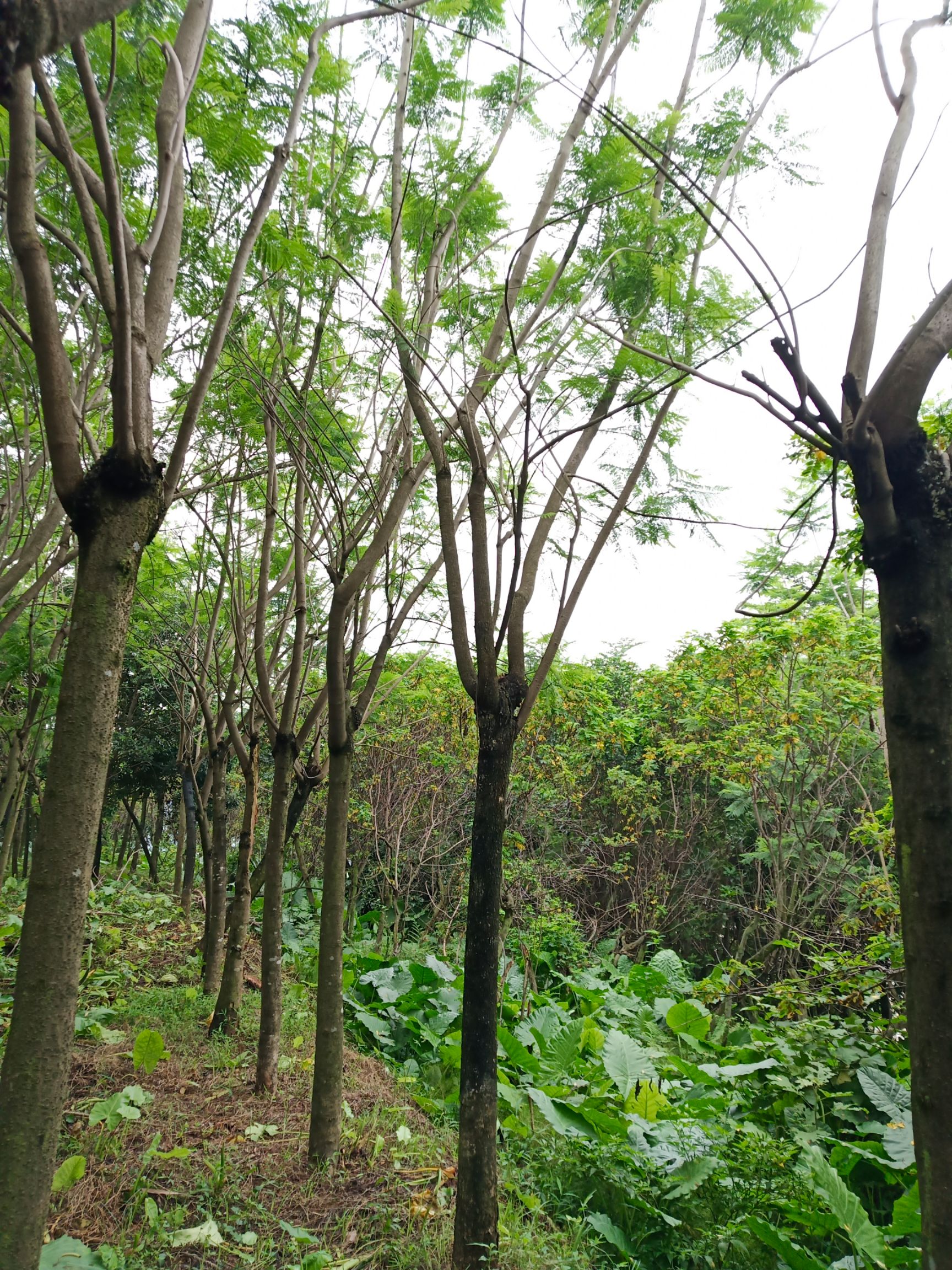 蓝花楹地苗，8-20公分，质优价廉