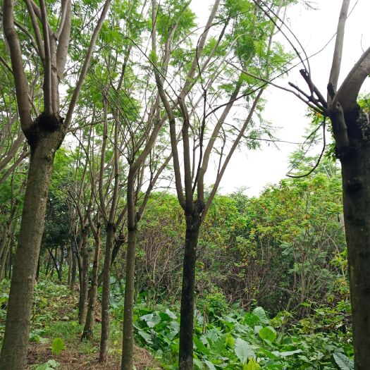 漳州蓝花楹地苗，8-20公分，质优价廉