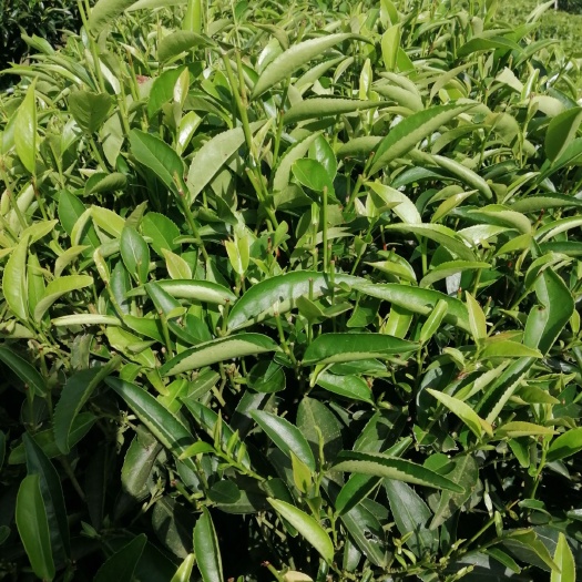 潮州凤凰单丛 产地直销，凤凰各品种茶叶，抽湿茶叶