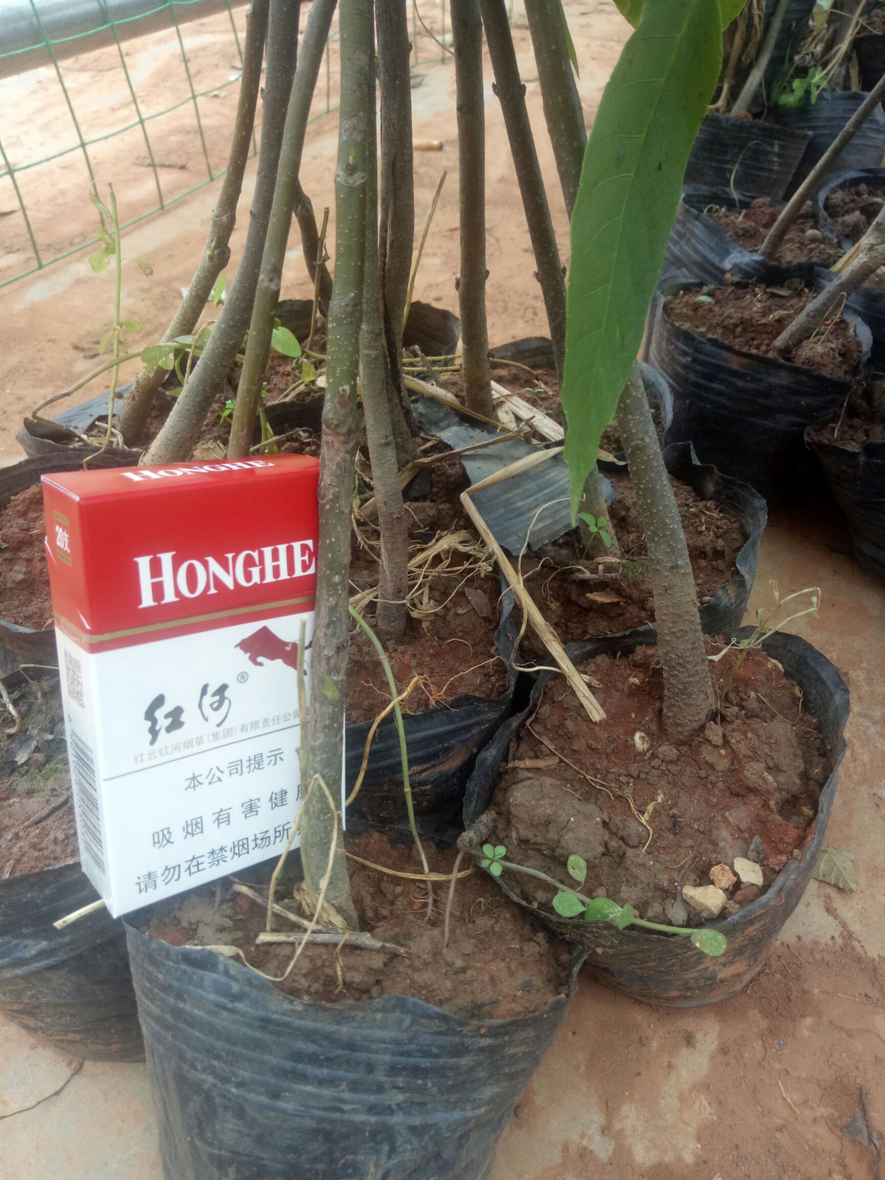 山核桃苗 果树苗，核桃树苗，实生苗