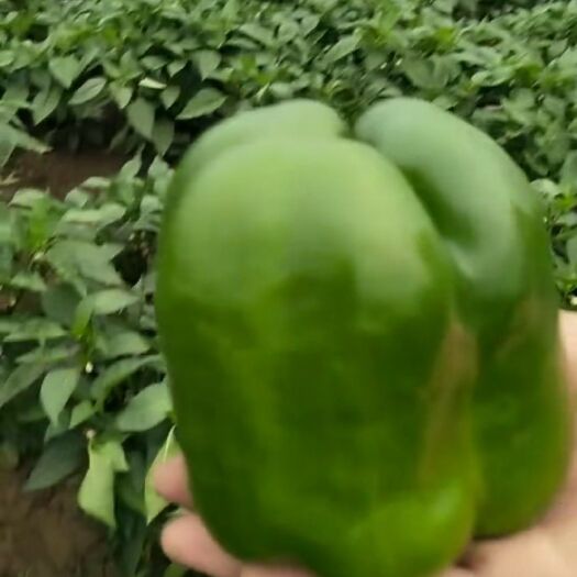 天镇县 圆椒