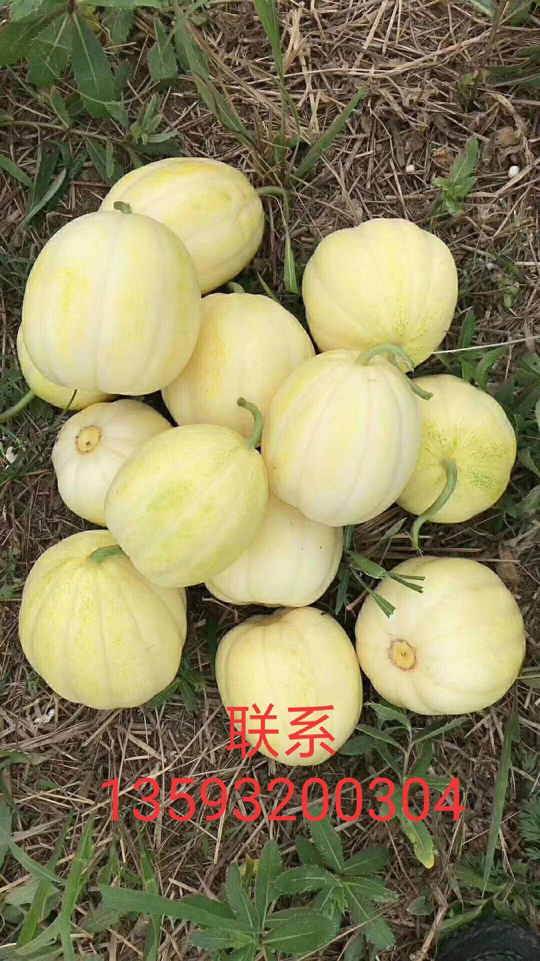  甜瓜大量上市需要的老板们联系